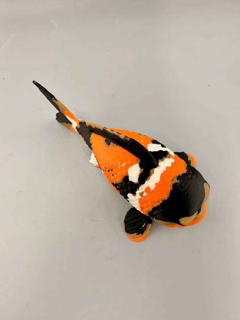 Grumpy Koi sculpture, top-down view