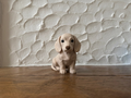 Cute Dachshund Figurine